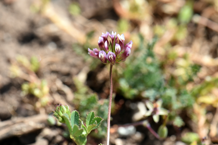 Pinpoint Clover has pink to reddish purple flowers. The flowering stem is an umbel with 3 or more flowers. Trifolium gracilentum